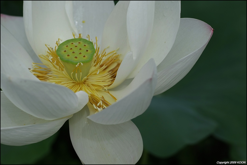 Lotus_004.jpg
